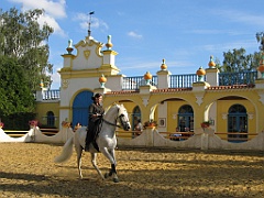 Dressage cheval 05